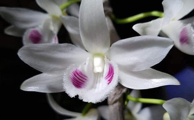 Lan đột biến có giá tới cả trăm tỷ đồng. Ảnh: Vietnamnet