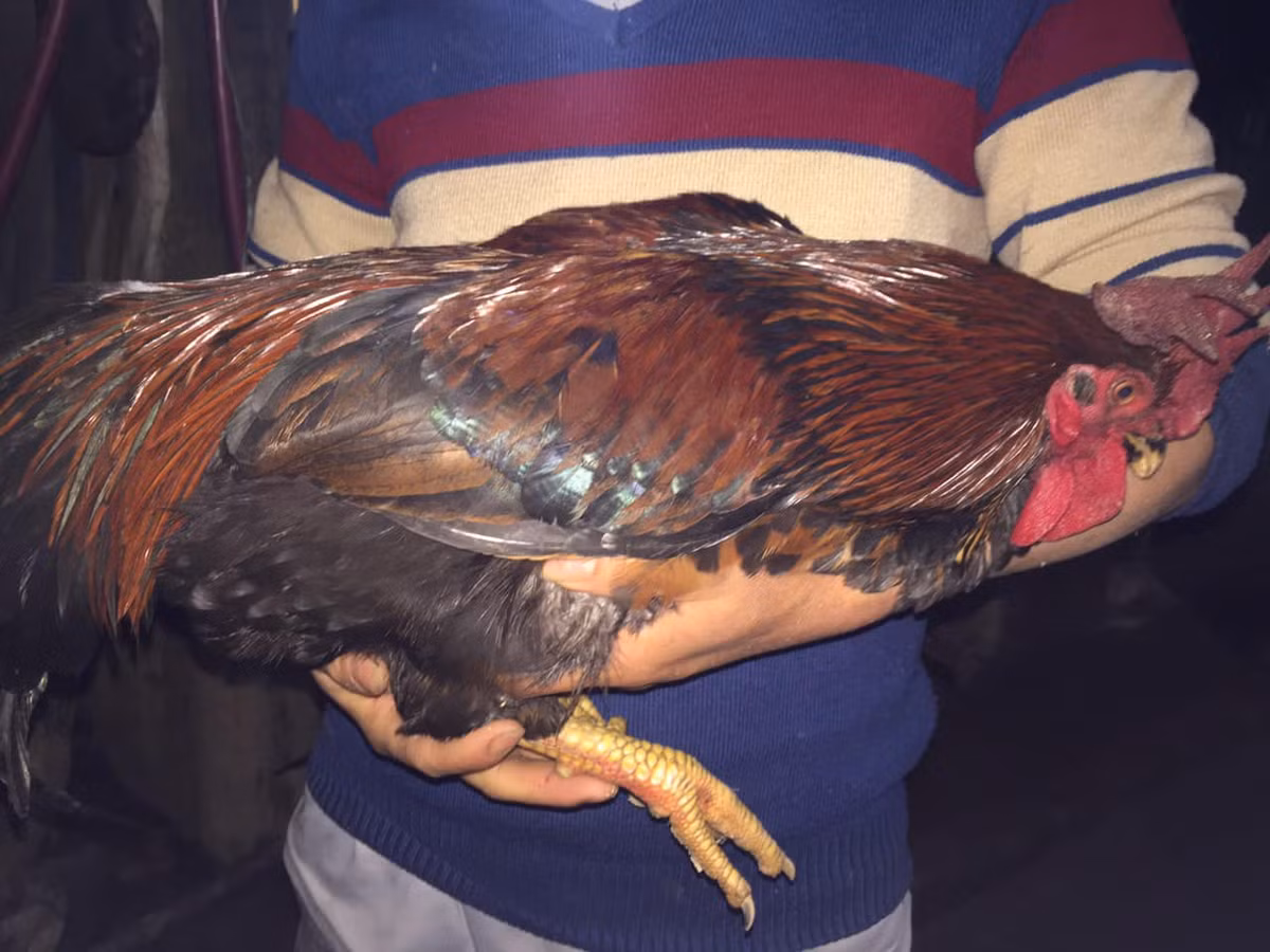 Là giống gà xuất hiện trong truyền thuyết “Sơn Tinh, Thủy Tinh”, gà 9 cựa hiện được nhiều người săn lùng.