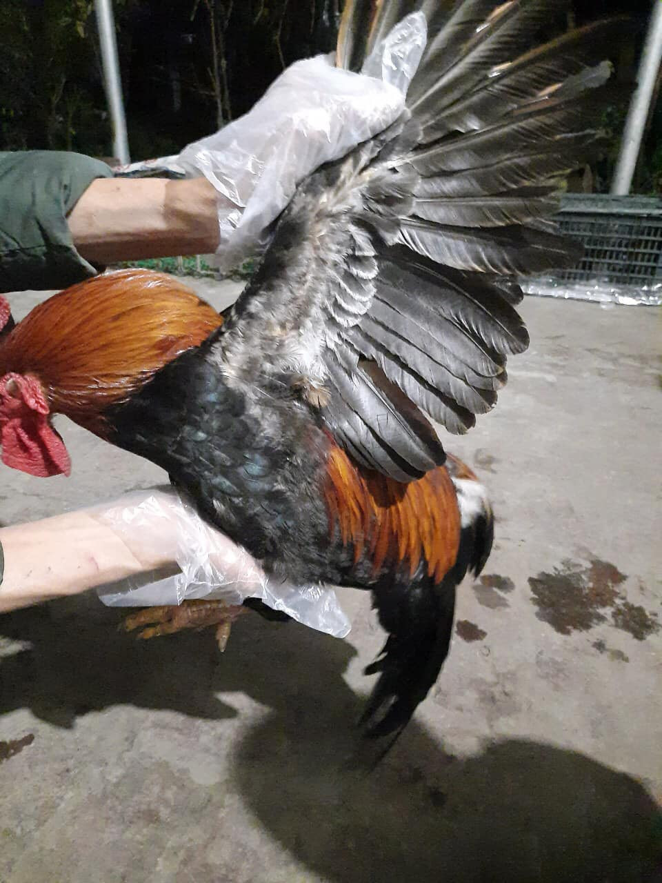 Gà nhiều cựa có bản tính của giống gà rừng, ưa tự do bay nhảy ở vùng đồi núi. Thức ăn chủ yếu là ngô, khoai, sắn.