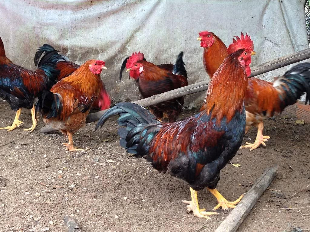 Gà 9 cựa có tướng mạo hùng dũng với bộ lông ngũ sắc, mào đỏ tươi, mắt sáng tinh anh, đuôi cong vút và tiếng gáy vang.