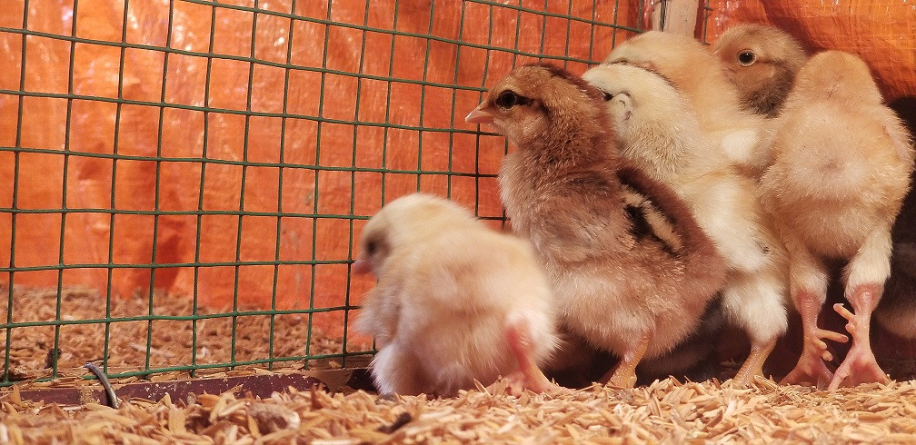 Quá trình nuôi gà 9 cựa đòi hỏi khá nhiều công sức. Trứng phải được chăm sóc kỹ lưỡng, kiểm tra dịch bệnh trước khi đưa vào lò ấp. Chuồng gà phải dùng đệm lót sinh học, khử mùi và thường xuyên vệ sinh sạch sẽ.