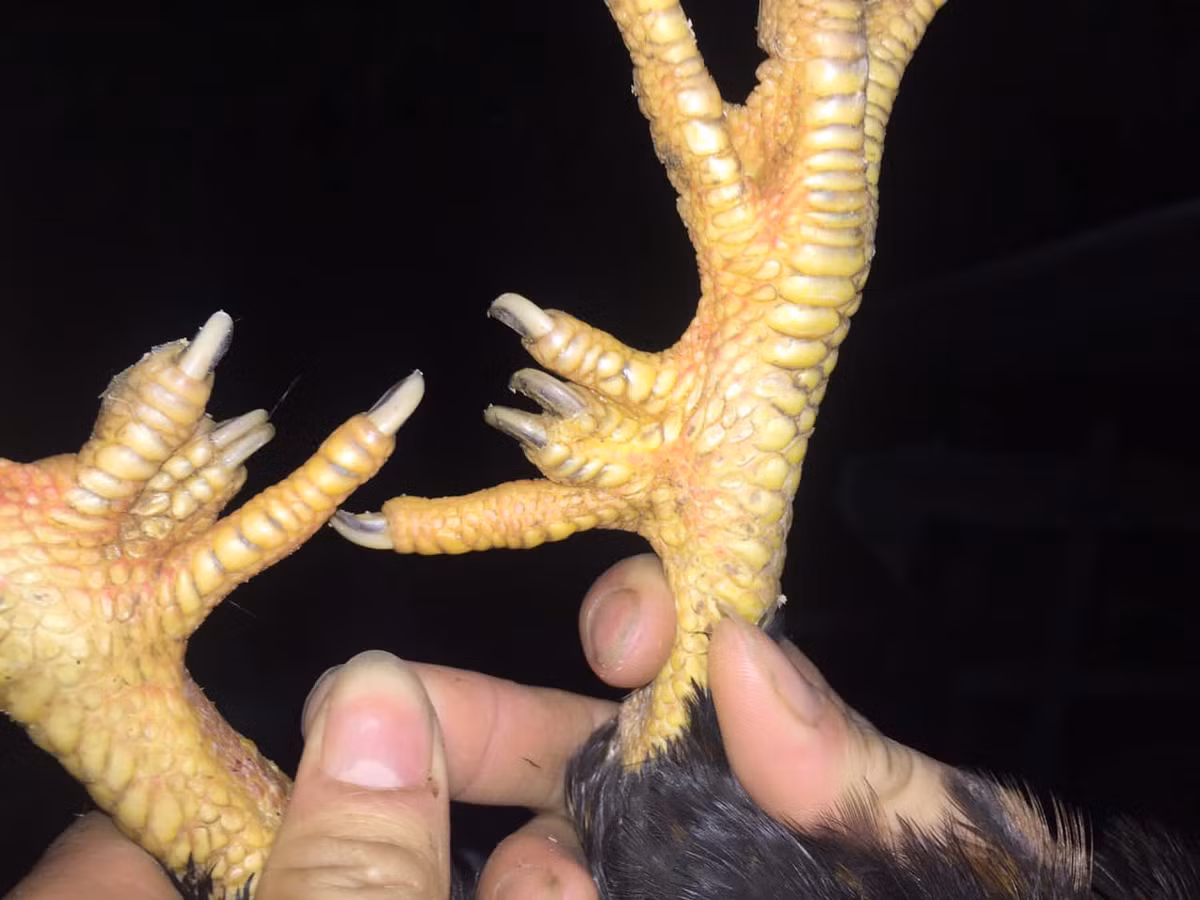 Ngày thường, gà 9 cựa có giá khoảng 300.00-400.000 đồng/kg. Vào dịp lễ Tết, gà được nhiều người tìm mua nên giá trị lớn, khoảng 500.00 - 700.000 đồng/kg, thậm chí có thể hơn.