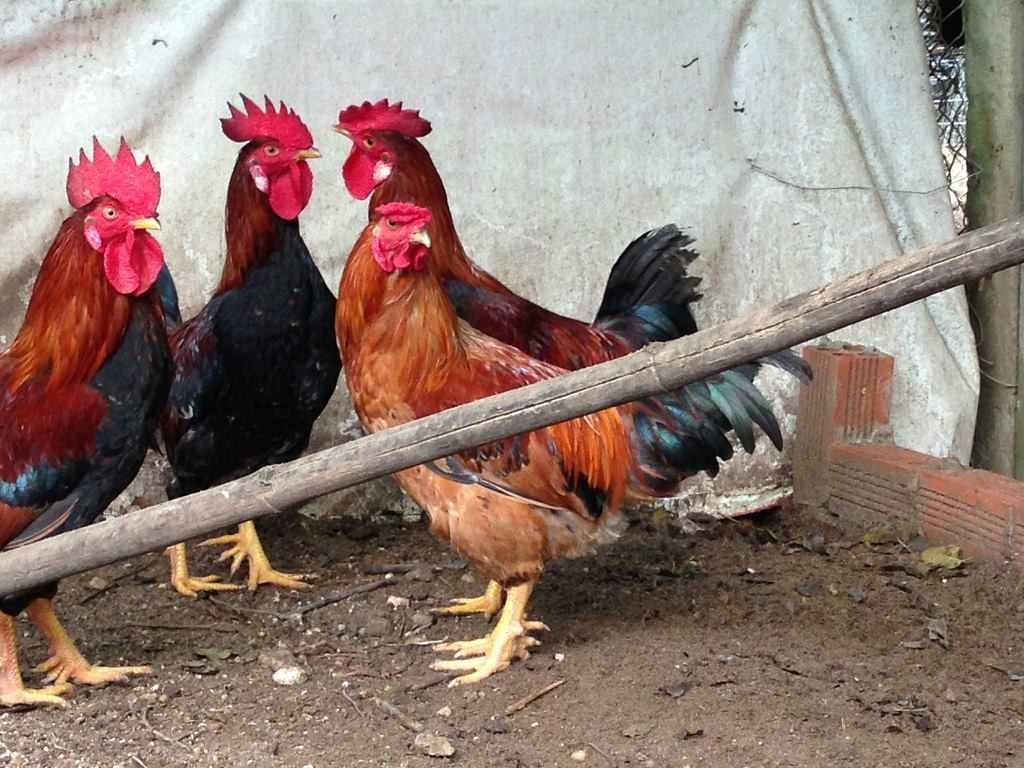 Gà nhiều cựa cân nặng từ 1,4kg-1,8kg (đối với gà mái), còn gà trống từ 1,9kg - 2,3kg. Nguồn ảnh: Facebook.