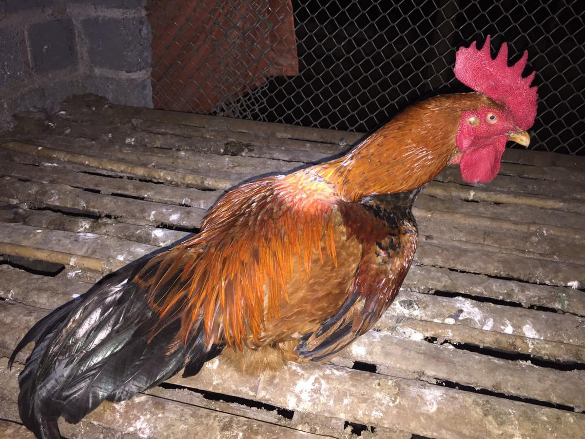 Một số con gà "đột biến" có 9 cựa, biểu tượng cho vĩnh cửu, may mắn luôn được giới nhà giàu "săn" lùng làm cảnh hoặc quà Tết, thậm chí không có gà để bán.