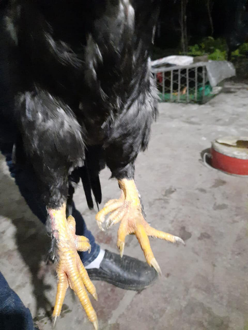 Theo người nuôi, gà có 9 cựa rất hiếm, 1000 con may ra mới có 1 con. Thông thường, những con gà từ lúc nở ra đã có 7 cựa thì khả năng cao là có cựa số 9.