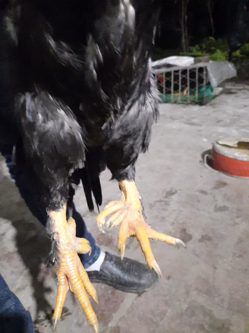 Theo người nuôi, gà có 9 cựa rất hiếm, 1000 con may ra mới có 1 con. Thông thường, những con gà từ lúc nở ra đã có 7 cựa thì khả năng cao là có cựa số 9.