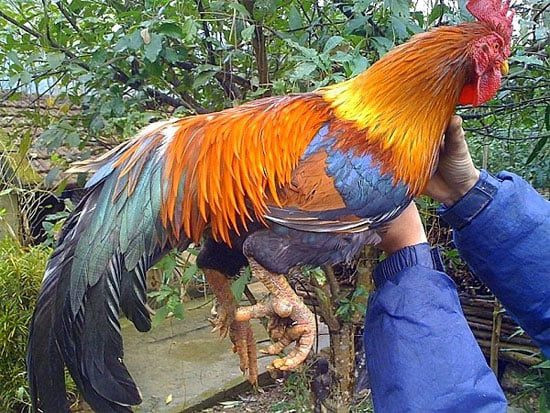 Trong dịp Tết cổ truyền, nhiều người lùng sục tìm mua một cặp gà trống mái với 6 cựa và 8 cựa để cúng tổ tiên với mong muốn phát lộc...