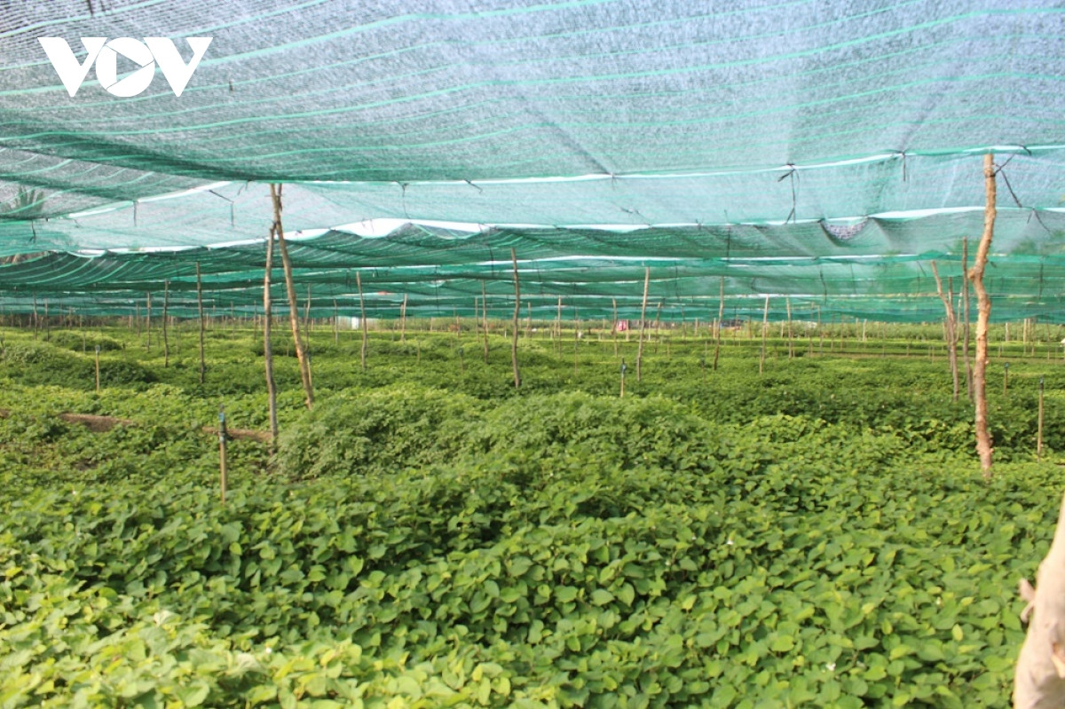 Rau diếp cá dễ trồng, mọc quanh năm và vốn đầu tư thấp. Ảnh: VOV.