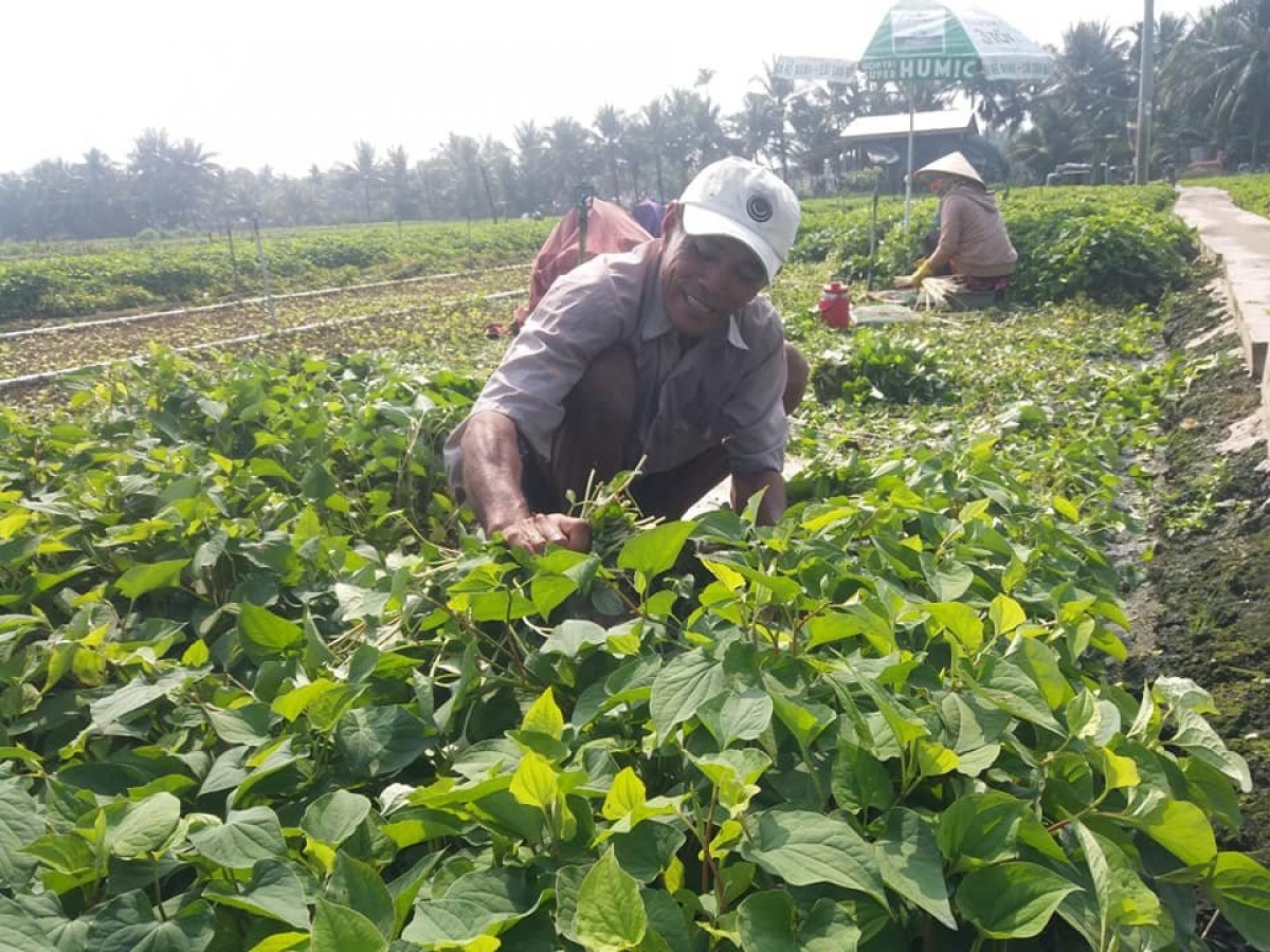 Tại xã Nhị Bình, huyện Châu Thành (Tiền Giang), rau diếp cá đã thay dần cho cây lúa hiệu quả kinh tế không cao. Mỗi năm, rau diếp cá cho thu hoạch từ 4-5 vụ, năng suất lên đến 20 tấn/năm. Ảnh: VOV