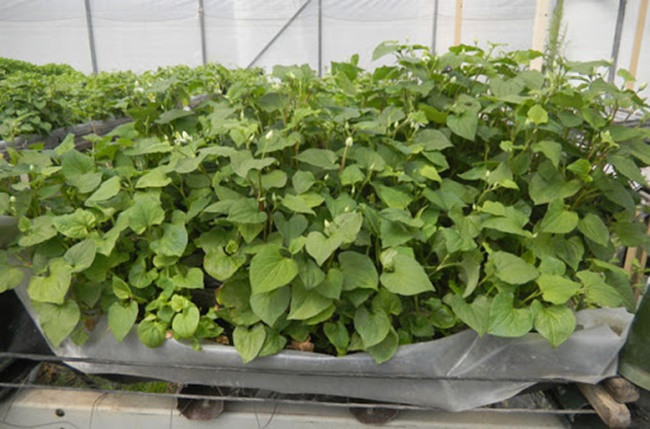 Giá bán rau diếp cá từ 10.000 đồng - 15.000 đồng/kg, có nơi bán với giá 40.000 đồng/kg. Theo đó, hộ trồng nhiều có thể thu về hàng trăm triệu mỗi năm. Ảnh: Dân Việt