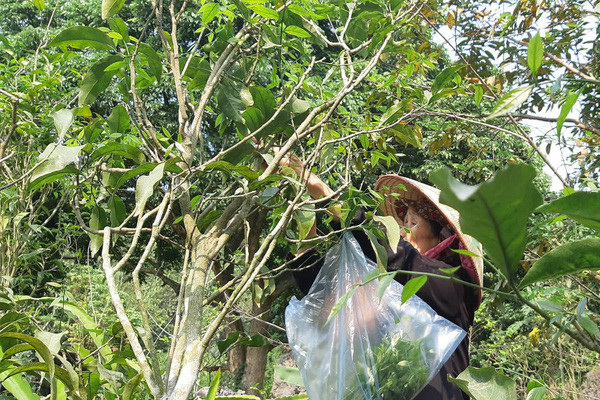 Trước kia, rau sắng chỉ là loại cây mọc hoang trong rừng nhưng nay đã được người dân đem về trồng. Ảnh: Giadinhnet