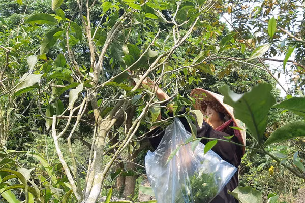 Trước kia, rau sắng chỉ là loại cây mọc hoang trong rừng nhưng nay đã được người dân đem về trồng. Ảnh: Giadinhnet