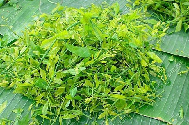 Tại xã Hương Sơn (Mỹ Đức, Hà Nội), vào vụ thu hoạch rau sắng ngọn có thể có giá 250.000 đồng/kg, hoa 300.000 đồng/kg. Theo đó, người trồng có thể kiếm tiền triệu/ngày. Ảnh: Dân Việt