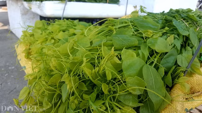 Trong 2 năm trồng đầu tiên rất nhàn, chỉ cần nhổ cỏ quanh gốc, khi cây trưởng thành là có thể thu hái. Ảnh: Dân Việt