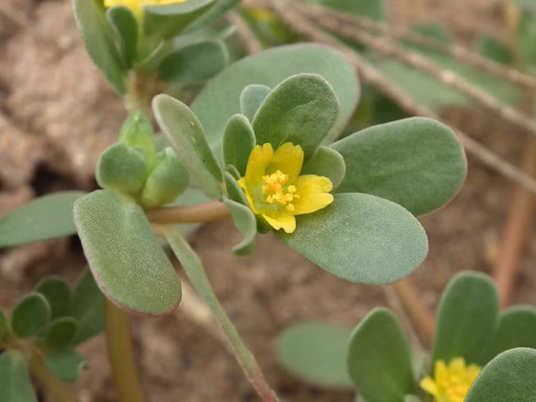 Thế nhưng, ở nhiều nước châu Âu, rau sam được dùng trong các món ăn khá phổ biến. Người Hà Lan dùng rau sam làm dưa chua, người Pháp cũng rất thích rau sam và chế biến thành nhiều món ăn đặc biệt, hoặc ở Mỹ, có món rau sam trộn dầu giấm...Người Trung Hoa xưa gọi rau sam là "rau trường thọ".