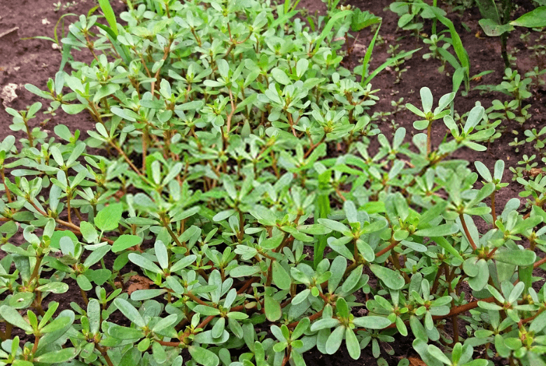 Dù được gọi là rau, nhưng ở Việt Nam, người ta thường chỉ coi cây sam như là rau dại, rất ít khi dùng để nấu ăn. Thậm chí ở nhiều nơi còn dùng rau sam làm thức ăn cho bò, lợn.