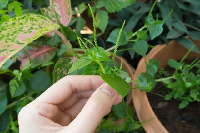 Giá của nó cũng theo đó mà dao động từ 70.000-110.000 đồng/kg, tùy vùng miền. V