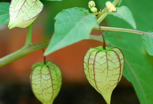 Tại đất nước mặt trời mọc, 1kg quả tầm bóp có giá bán lên tới hơn 700.000 đồng tính ra tiền Việt Nam. Nguồn ảnh: Internet