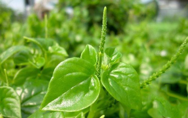 ài năm gần đây, ngoài việc săn mua loại rau đắt hơn thịt này, các bà nội trợ còn tranh thủ trồng rau càng cua trong vườn, thậm chí trồng cả trên sân thượng hay dưới gốc cây cảnh.