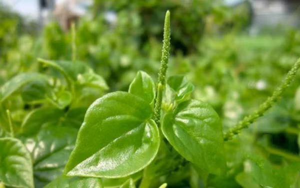 ài năm gần đây, ngoài việc săn mua loại rau đắt hơn thịt này, các bà nội trợ còn tranh thủ trồng rau càng cua trong vườn, thậm chí trồng cả trên sân thượng hay dưới gốc cây cảnh.