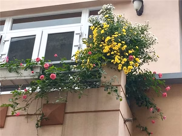 Căn nhà luôn ngập tràn những sắc hoa khiến ai qua cũng thích thú. Ảnh: Tintuconline.