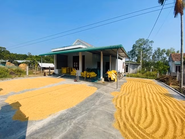  Căn nhà đơn sơ của Hồ Bích Trâm ở Đức Phổ, Quảng Ngãi. Trước nhà là mảnh sân rộng rãi đủ để gia đình cô phơi thóc mỗi khi tới mùa gặt. Ảnh: Dân Việt