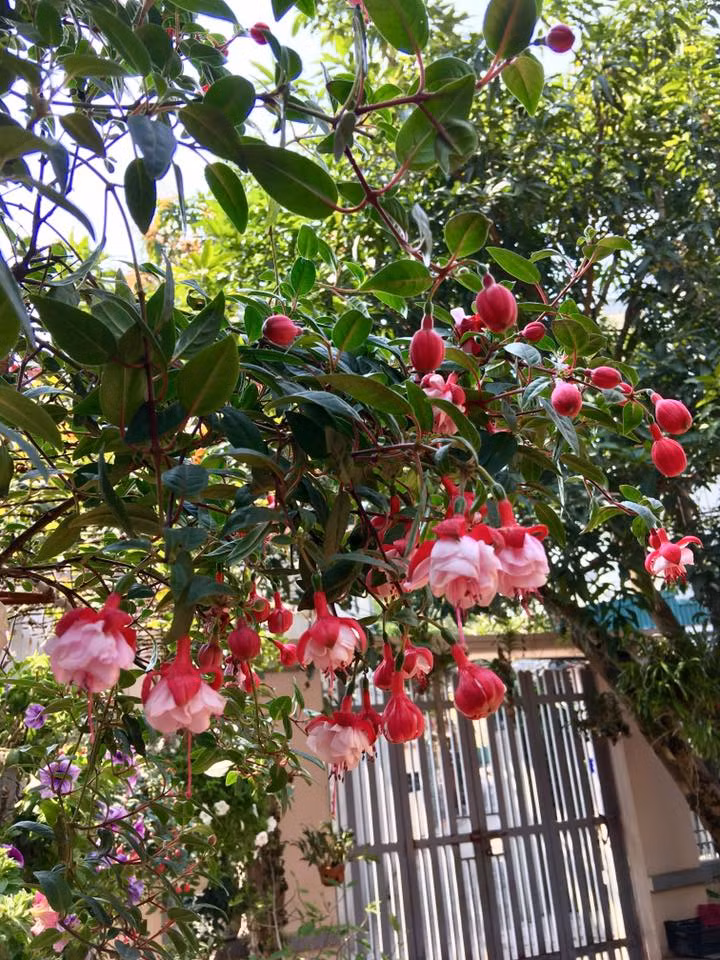 Những cây hoa, chậu hoa chính là điểm nhấn tạo nên sự hấp dẫn cho ngôi nhà khang trang của gia đình thêm cuốn hút. Ảnh: Tintuconline.