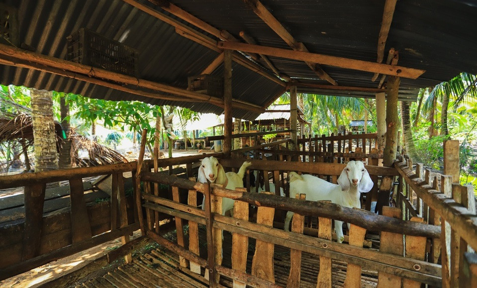 Ba của Jack vẫn còn ở và nuôi dê tại đây. Ảnh: Zing