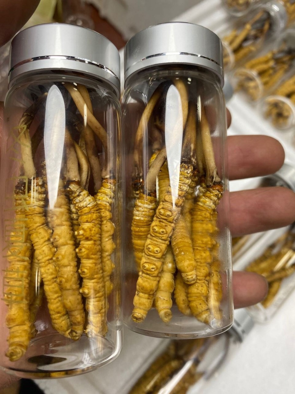 Theo người bán, loại đông trùng hạ thảo nguyên con 100% tự nhiên rất đắt đỏ nhưng muốn mua phải đặt trước 10-15 ngày bởi các đại lý luôn trong tình trạng “cháy hàng”. Mức giá cũng không cố định mà phải chấp nhận giá tăng tại thời điểm nhận hàng...Ảnh: Internet.