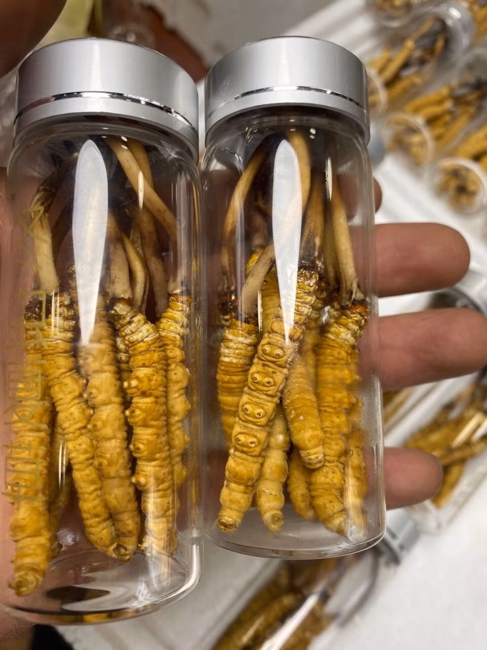 Theo người bán, loại đông trùng hạ thảo nguyên con 100% tự nhiên rất đắt đỏ nhưng muốn mua phải đặt trước 10-15 ngày bởi các đại lý luôn trong tình trạng “cháy hàng”. Mức giá cũng không cố định mà phải chấp nhận giá tăng tại thời điểm nhận hàng...Ảnh: Internet.