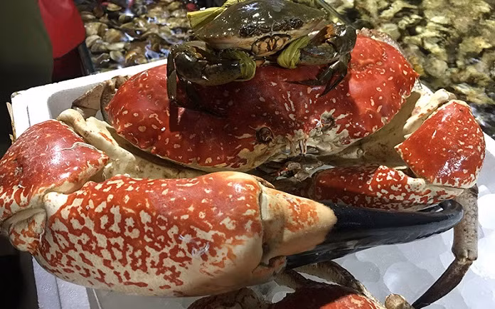 Đứng đầu trong danh sách những món ăn được giới nhà giàu quan tâm nhất chính là các loại cua biển. Với cua Tasmania Úc, đại gia phải bỏ ra từ 3-4 triệu đồng/kg, thậm chí có thời điểm lên tới 7,5 triệu đồng/kg. Tính ra, mỗi con cua Tasmania Úc có giá dao động từ hơn 10-60 triệu đồng. Ảnh: Haisanphuongnam.