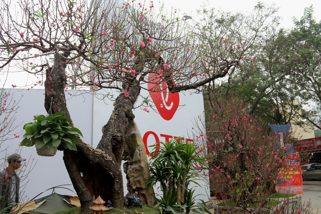 Giá thuê những cây đào cổ thụ này tùy thuộc vào dáng, độ tuổi, dao động từ 20-50 triệu/cây, thậm chí có cây giá thuê lên đến cả trăm triệu đồng vẫn được không ít khách hàng từ sớm. Ảnh: Petrotimes.