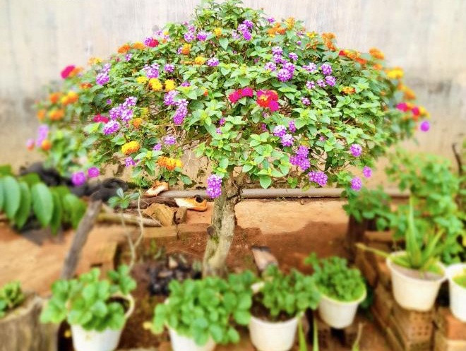 Thông thường, một cây hoa ngũ sắc dịp Tết sẽ được bán ra với giá 700.000 đồng - 3 triệu đồng. Những cây đặc biệt, thế độc lạ giá cao hơn, có thể lên tới cả chục triệu đồng. Ảnh: VTCNews.