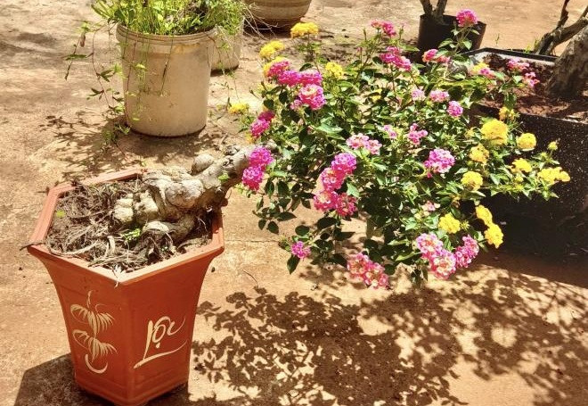 Qua bàn tay của nghệ nhân, cây ngũ sắc sẽ có nhiều dáng thế khác nhau như dáng huyền, dáng trực, dáng thác đổ…Ảnh: VTCNews.