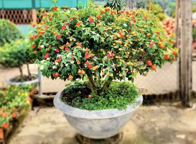 Cây ngũ sắc là một loại cây dại thường mọc hoang trên những ngọn đồi, đất gò hay ven đường… Tuy là hoa dại nhưng cây ngũ sắc lại có sức sống mãnh liệt, hoa nở quanh năm với đủ loại màu sắc. Ảnh: VTCNews.