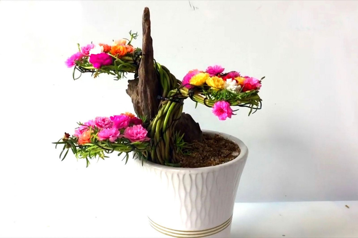 Ngay khi xuất hiện, hoa mười giờ bonsai nhanh chóng được đón nhận như một trào lưu khiến mọi người mê mẩn. Ảnh: Baolongan.