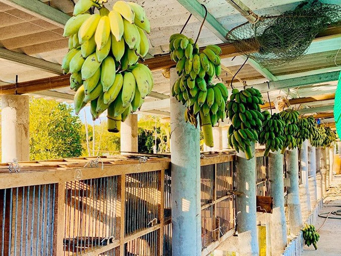 Mô hình trang trại của gia đình Quách Ngọc Ngoan. Nguồn ảnh: NSCC.