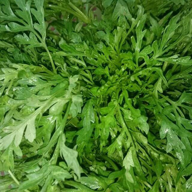 Loại rau này hiện được bán với giá khoảng 70.000 đồng/kg.