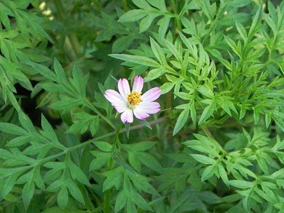 Sao nhái là loại rau rừng đặc sản của Tây Ninh. Lá rau có mùi thơm nhẹ của quả xoài.