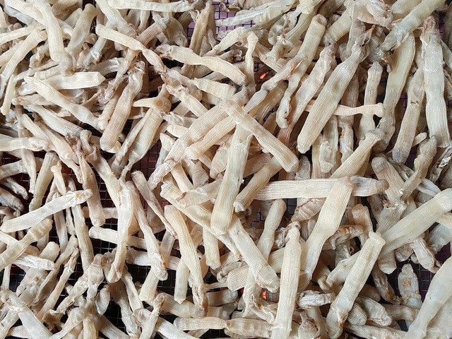 Sá sùng có nhiều ở vùng biển Vân Đồn, Quan Lạn (Quảng Ninh). Chúng được xem là đặc sản đắt đỏ như vàng khi giá vào khoảng 4 - 5 triệu đồng/kg. Ảnh: Vietnamnet