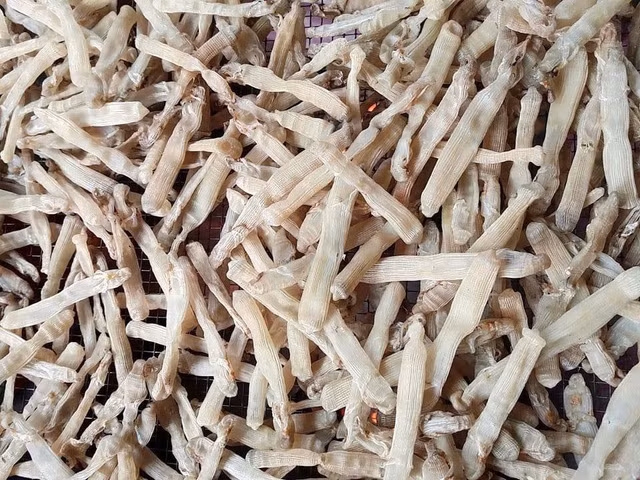 Sá sùng có nhiều ở vùng biển Vân Đồn, Quan Lạn (Quảng Ninh). Chúng được xem là đặc sản đắt đỏ như vàng khi giá vào khoảng 4 - 5 triệu đồng/kg. Ảnh: Vietnamnet