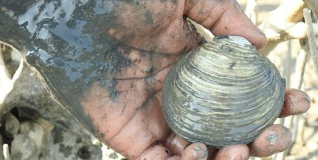 Ngán sống ở những nơi sâu dưới lòng đất, với lớp vỏ sần sùi và những xúc tu dài để tìm kiếm thức ăn. Ảnh: Dân Việt.