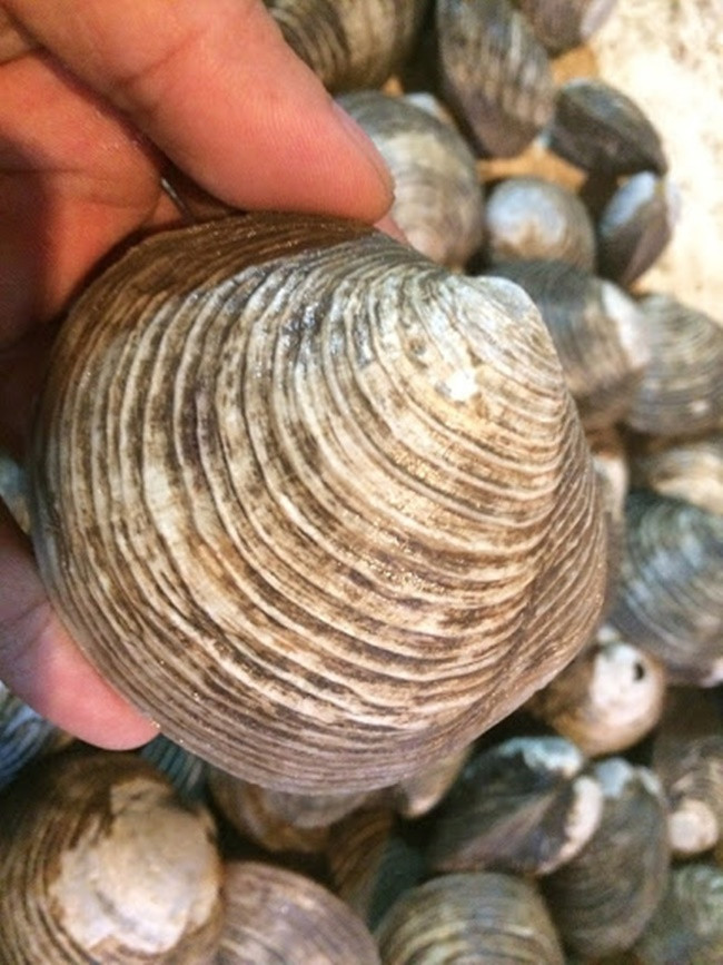 Tương tự, ngán được xem là hải sản tốt cho quý ông trong đời sống "phòng the" nhờ các chất dinh dưỡng của nó. Ảnh: Dân Việt