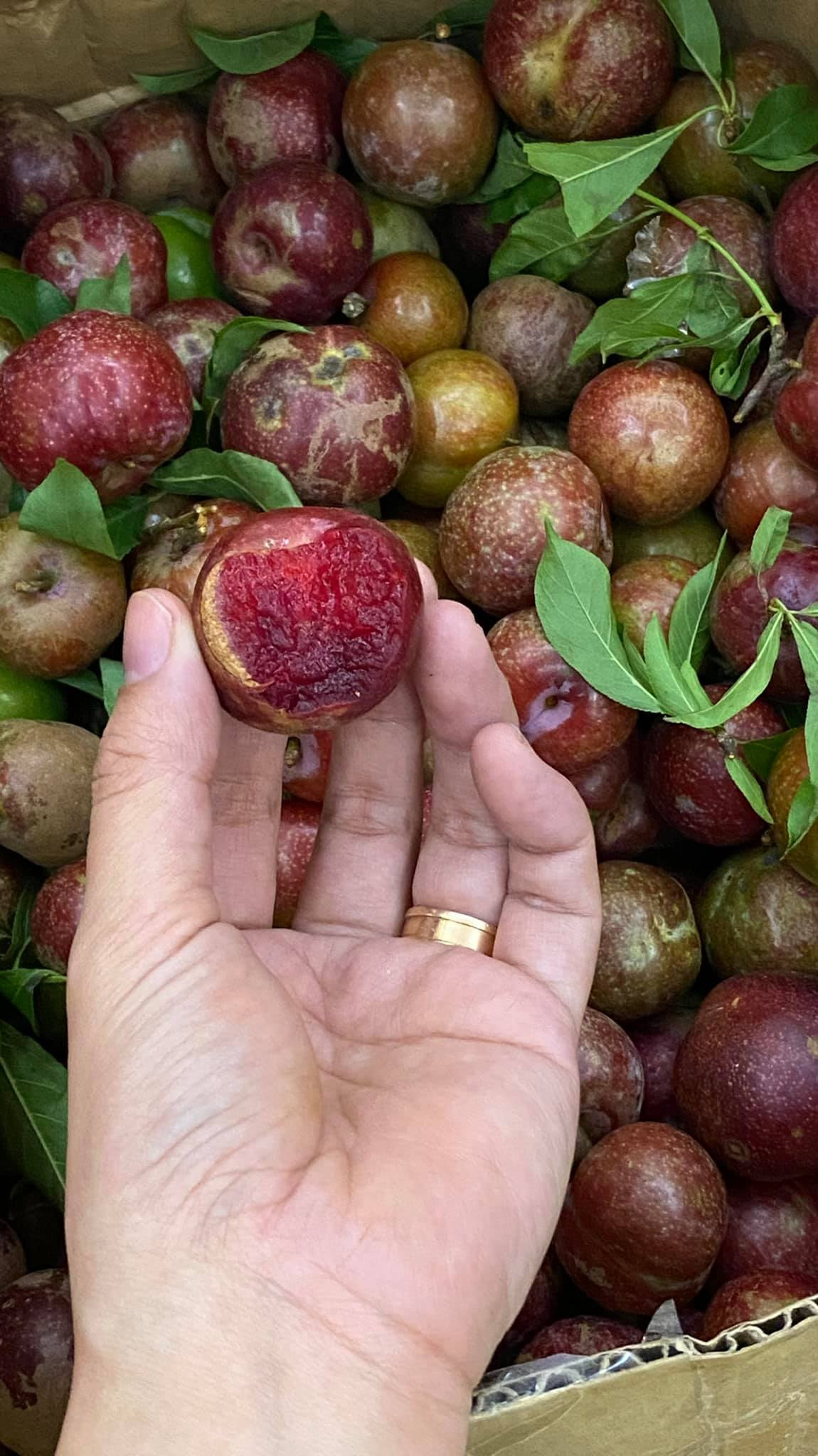 Chị Hải Yến (một tiểu thương bán hoa quả ở Hà Đông, Hà Nội) cho biết, mận đầu mùa thường đắt gấp nhiều lần so với mận chính vụ. Mận đầu mùa năm nay cũng phải quá đắt bởi có năm giá mận đầu mùa lên tới 300.000 đồng/kg. Ảnh: Facebook.