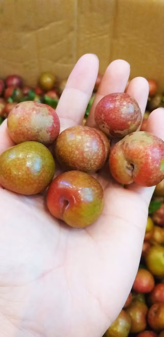 Mỗi đợt hàng về, cô Sang chỉ bán trong vòng buổi sáng là hết. Nhiều khách hàng của cô Sang còn đặt mận hậu Sơn La loại vip làm quà biếu tận trong miền Nam. Ảnh: Facebook.