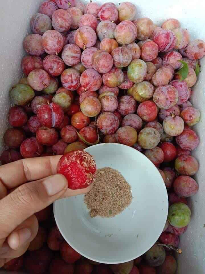 Chị Mai Hoa (Hoàng Mai, Hà Nội) chia sẻ, mận đầu mùa chưa ngon như chính vụ, song cái vị chua chua hơi gắt hoà với chút chát nhẹ khi chấm với muối ớt khiến chị em "lùng mua" về ăn cho thoả cơn thèm dù giá đắt. Ảnh: Facebook.