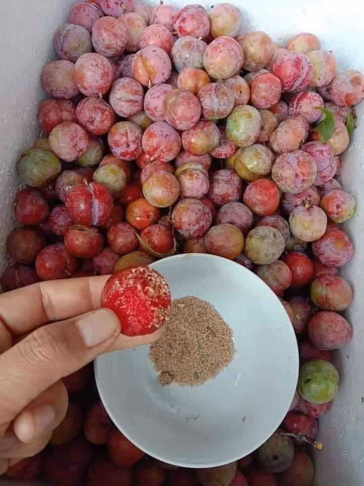 Chị Mai Hoa (Hoàng Mai, Hà Nội) chia sẻ, mận đầu mùa chưa ngon như chính vụ, song cái vị chua chua hơi gắt hoà với chút chát nhẹ khi chấm với muối ớt khiến chị em "lùng mua" về ăn cho thoả cơn thèm dù giá đắt. Ảnh: Facebook.