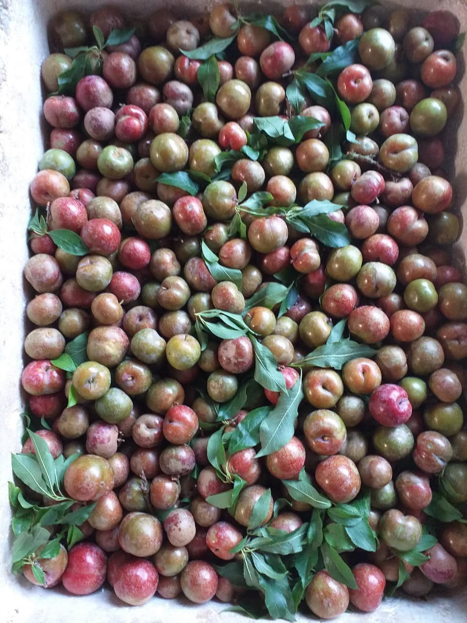 Chị Duyên (Bắc Từ Liêm, Hà Nội) bán mận hậu Sơn La trên chợ mạng từ khoảng 2 tuần nay. Mỗi đợt hàng về, chị Duyên chỉ đủ trả cho khách đã đặt trước. Thậm chí, có lần còn không đủ trả đơn, phải hẹn khách lần sau. Ảnh: Facebook.