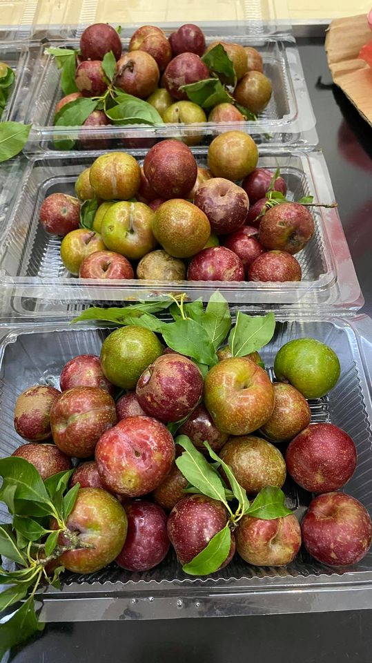 Tại các chợ dân sinh, mận hậu Sơn La được bày bán với giá từ 180.000 - 250.000 đồng/kg, tùy vào kích thước và chất lượng. Ảnh: Facebook.