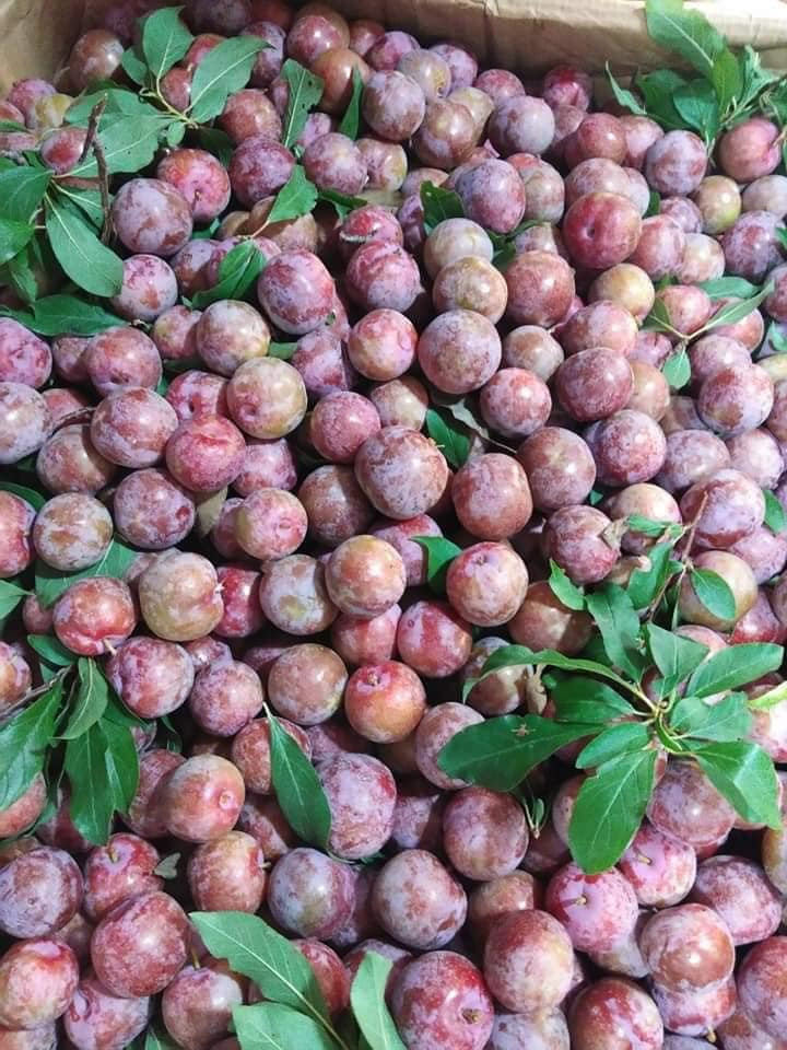 Theo các đầu mối bỏ sỉ mận hậu ở Mộc Châu, chỉ gần 1 tháng nữa vào vụ thu hoạch rộ, giá mận sẽ mềm hơn. Ảnh: Facebook.